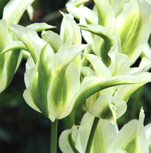Načíst obrázek do prohlížeče Galerie, Tulipán - &quot;Green Star&quot;, 5ks nebo 10ks
