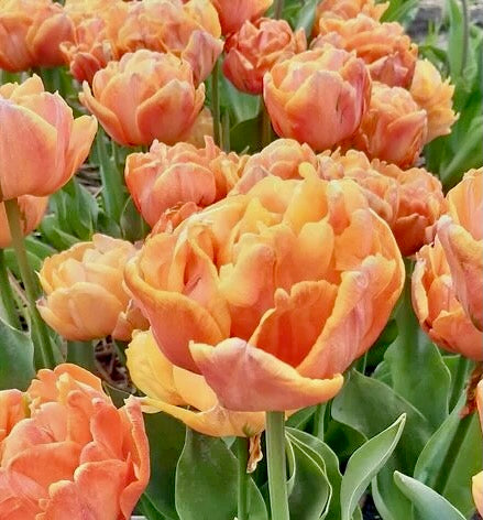 Tulipán - 
