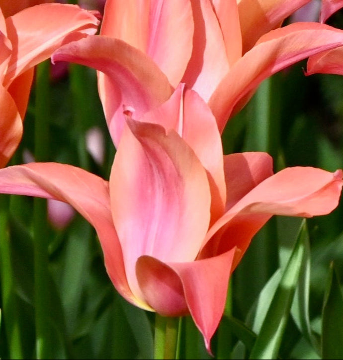Tulipán - 
