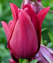 Načíst obrázek do prohlížeče Galerie, Tulipán - "Merlot", 5ks, 10ks
