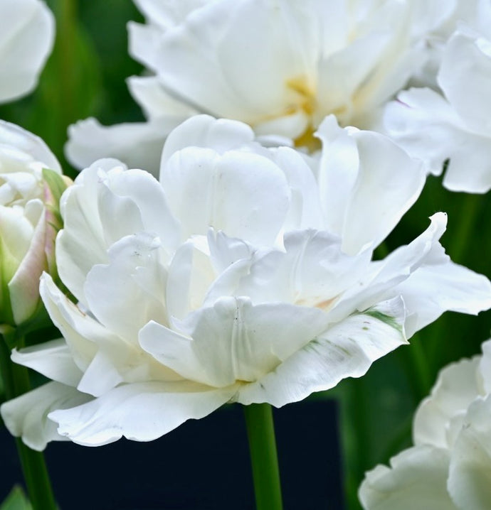 Tulipán - 