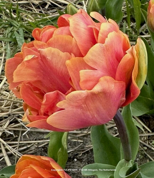Tulipán - 