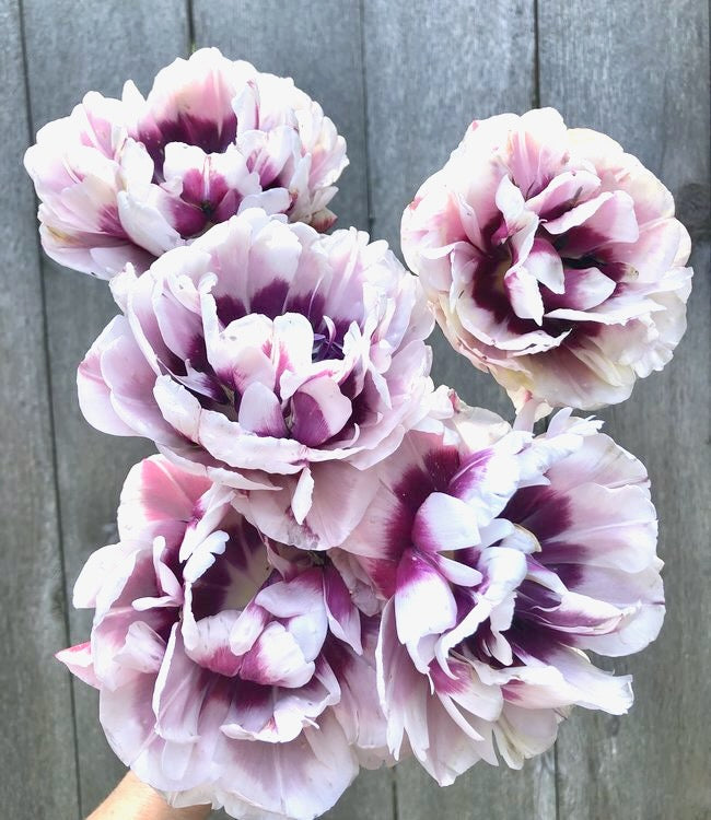 Tulipán - 