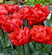 Načíst obrázek do prohlížeče Galerie, Tulipán - &quot;Red Princess&quot;, 5ks
