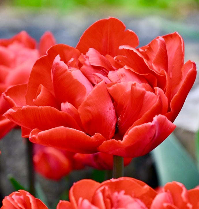 Tulipán - 
