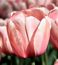 Načíst obrázek do prohlížeče Galerie, Tulipán - &quot;Salmon Impression&quot;, 5ks, 10ks
