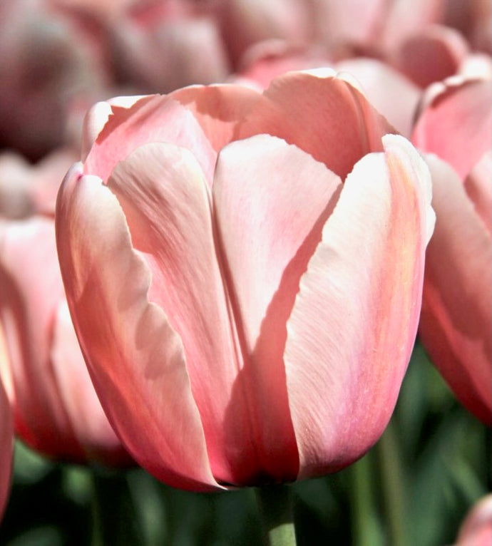Tulipán - 