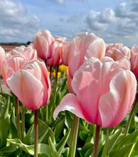 Načíst obrázek do prohlížeče Galerie, Tulipán - &quot;Salmon Impression&quot;, 5ks, 10ks

