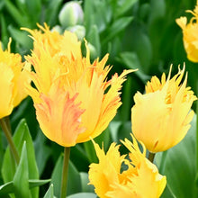 Načíst obrázek do prohlížeče Galerie, Tulipán - &quot;Sunny Leo®&quot;, 5ks, 10ks
