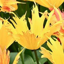 Načíst obrázek do prohlížeče Galerie, Tulipán - &quot;Sunny Leo®&quot;, 5ks, 10ks
