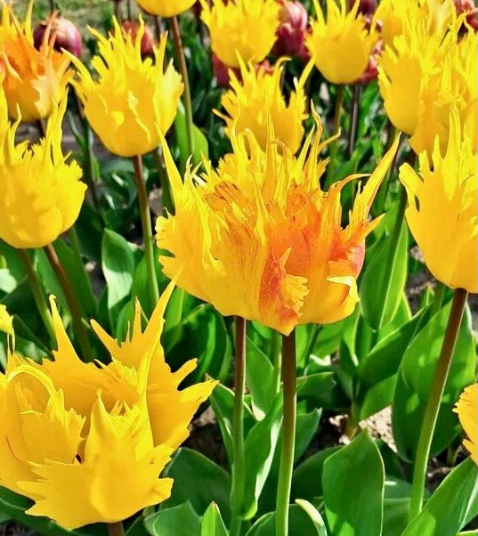 Tulipán - 