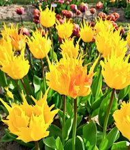 Načíst obrázek do prohlížeče Galerie, Tulipán - &quot;Sunny Leo®&quot;, 5ks, 10ks
