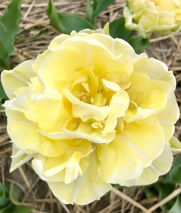 Tulipán - 