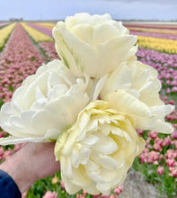 Načíst obrázek do prohlížeče Galerie, Tulipán - &quot;Wedding Dream&quot;, 5ks, 10ks
