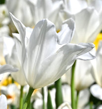 Načíst obrázek do prohlížeče Galerie, Tulipán - &quot;White Triumphator&quot;, 5ks, 10ks

