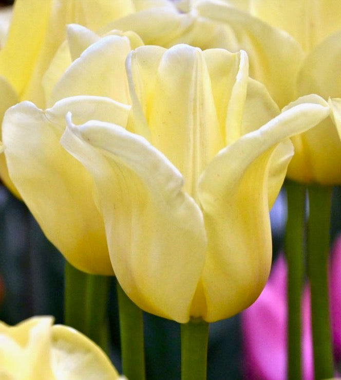 Tulipán - 