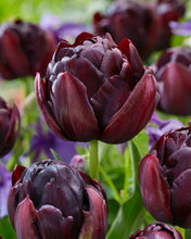 Načíst obrázek do prohlížeče Galerie, Tulipán - &quot;Black Hero&quot;, 5ks, 10ks
