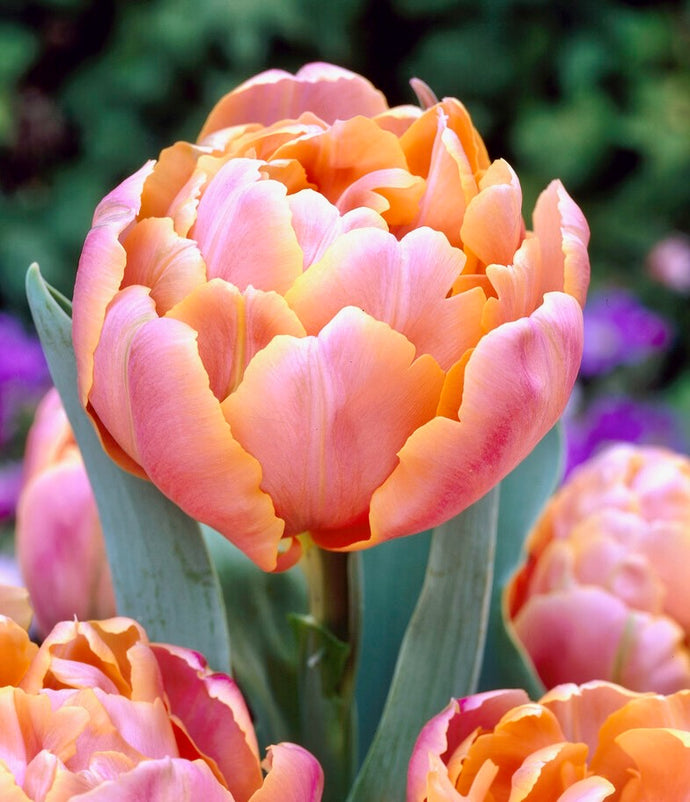 Tulipán - 