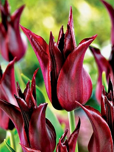 Tulipán - 