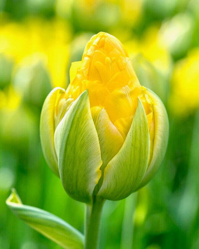 Tulipán - 