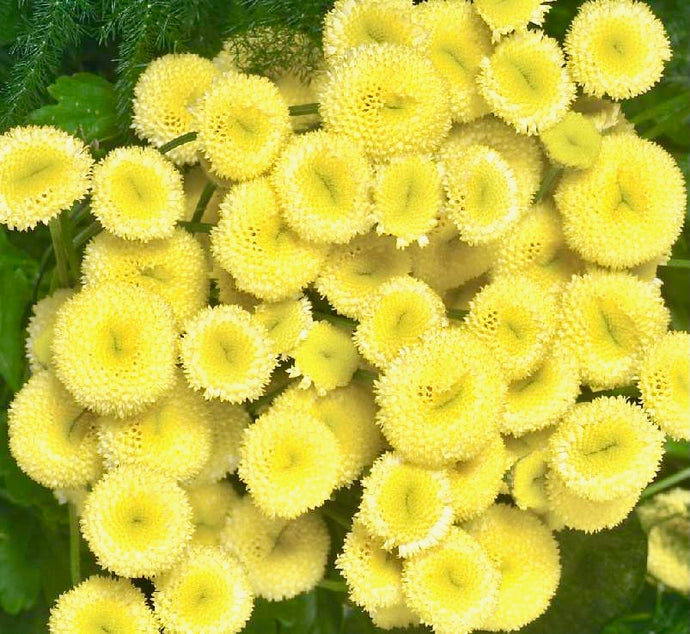 Kopretina Řimbaba - 