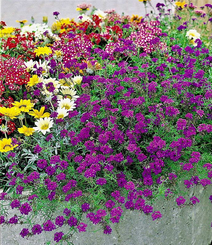 Verbena (Sporýš) - 