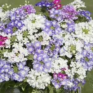 Verbena hybrida (Sporýš) - 