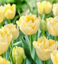 Načíst obrázek do prohlížeče Galerie, Tulipán - &quot;Verona&quot;, 5ks
