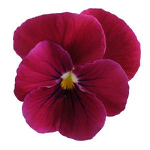 Načíst obrázek do prohlížeče Galerie, Viola rohatá - &quot;Sorbet&quot;, Carmine Rose
