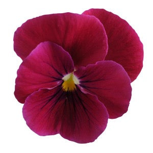 Viola rohatá - 
