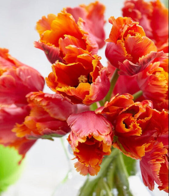 Tulipán  - 