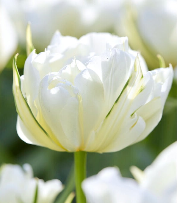 Tulipán - 