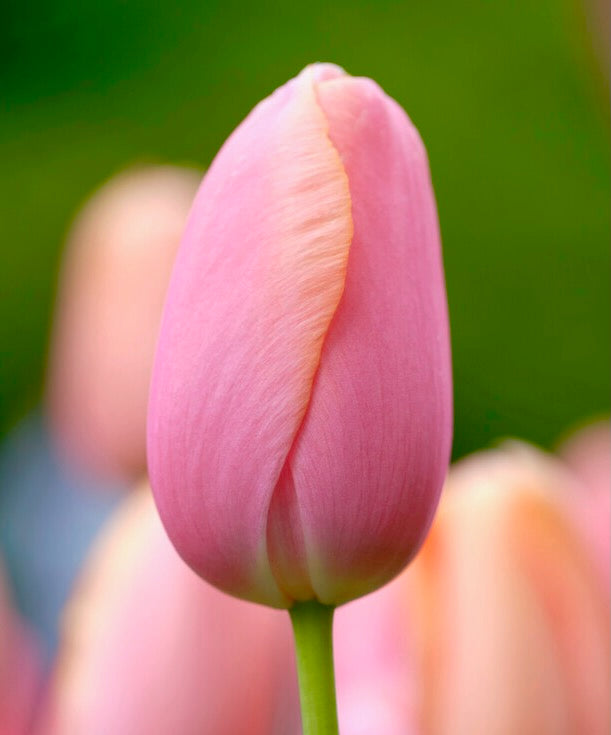 Tulipán - 