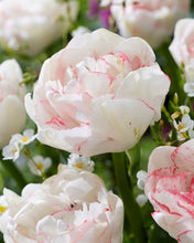 Načíst obrázek do prohlížeče Galerie, Tulipán - "Wild Romance", 5ks, 10ks
