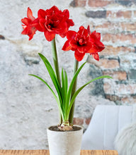Načíst obrázek do prohlížeče Galerie, Hvězdník (Amaryllis) - &quot;Double King&quot;, 1ks
