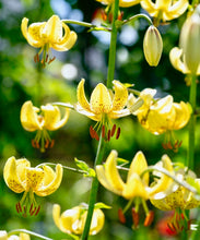 Načíst obrázek do prohlížeče Galerie, Lilie zlatohlavá - &quot; Golden Morning&quot;, 1ks

