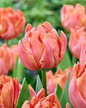 Načíst obrázek do prohlížeče Galerie, Tulipán - &quot;Lorenzo&quot;, 5ks, 10ks
