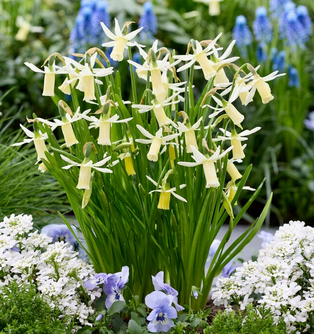 Narcis - 
