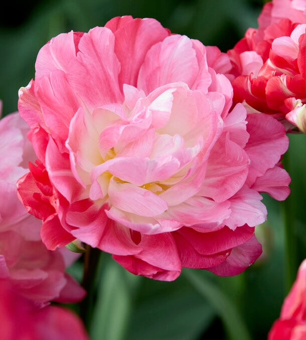 Tulipán - 