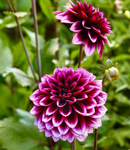 Načíst obrázek do prohlížeče Galerie, Jiřina - "Davina Michelle©", 1ks
