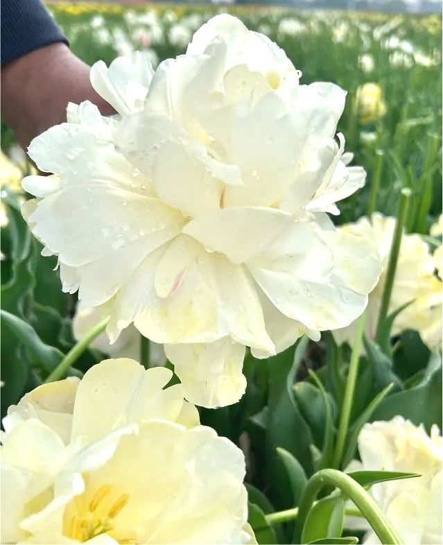 Tulipán - 