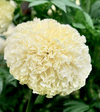 Načíst obrázek do prohlížeče Galerie, Aksamitník (Afrikán) - &quot;F1 White Swan&quot;
