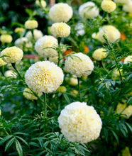 Načíst obrázek do prohlížeče Galerie, Aksamitník (Afrikán) - &quot;F1 White Swan&quot;
