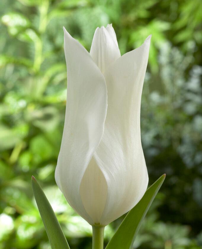 Tulipán - 