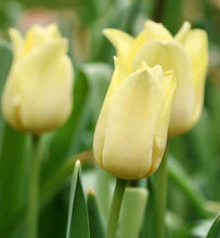 Načíst obrázek do prohlížeče Galerie, Tulipán - &quot;World Friendship&quot;®, 5ks nebo 10ks
