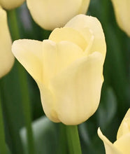 Načíst obrázek do prohlížeče Galerie, Tulipán - &quot;World Friendship&quot;®, 5ks nebo 10ks

