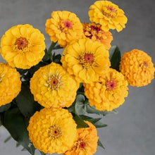 Načíst obrázek do prohlížeče Galerie, Ostálka (Cínie) lepá - &quot;Oklahoma&quot;, Golden Yellow
