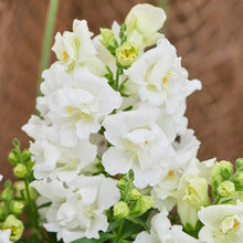 Načíst obrázek do prohlížeče Galerie, Hledík větší - &quot;TWINNY&quot;,  White
