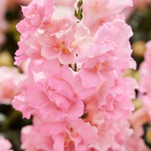 Načíst obrázek do prohlížeče Galerie, Hledík větší - &quot;TWINNY&quot;,  Rose
