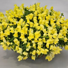 Načíst obrázek do prohlížeče Galerie, Hledík větší převislý - &quot;F1 CANDY Showers&quot;,  Yellow
